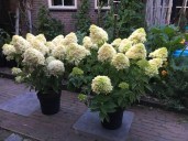 hydrangea-skyfall-4 (1)